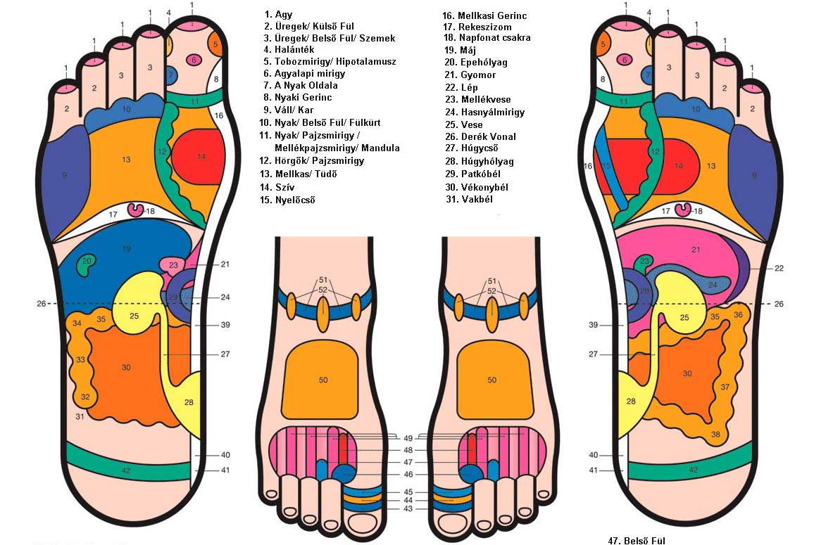 Talp reflexológiás  térkép